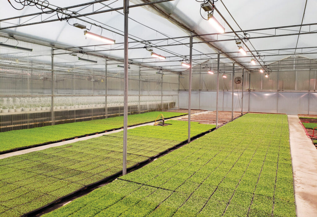 Technically Speaking: Common pitfalls and practical solutions of supplemental lighting