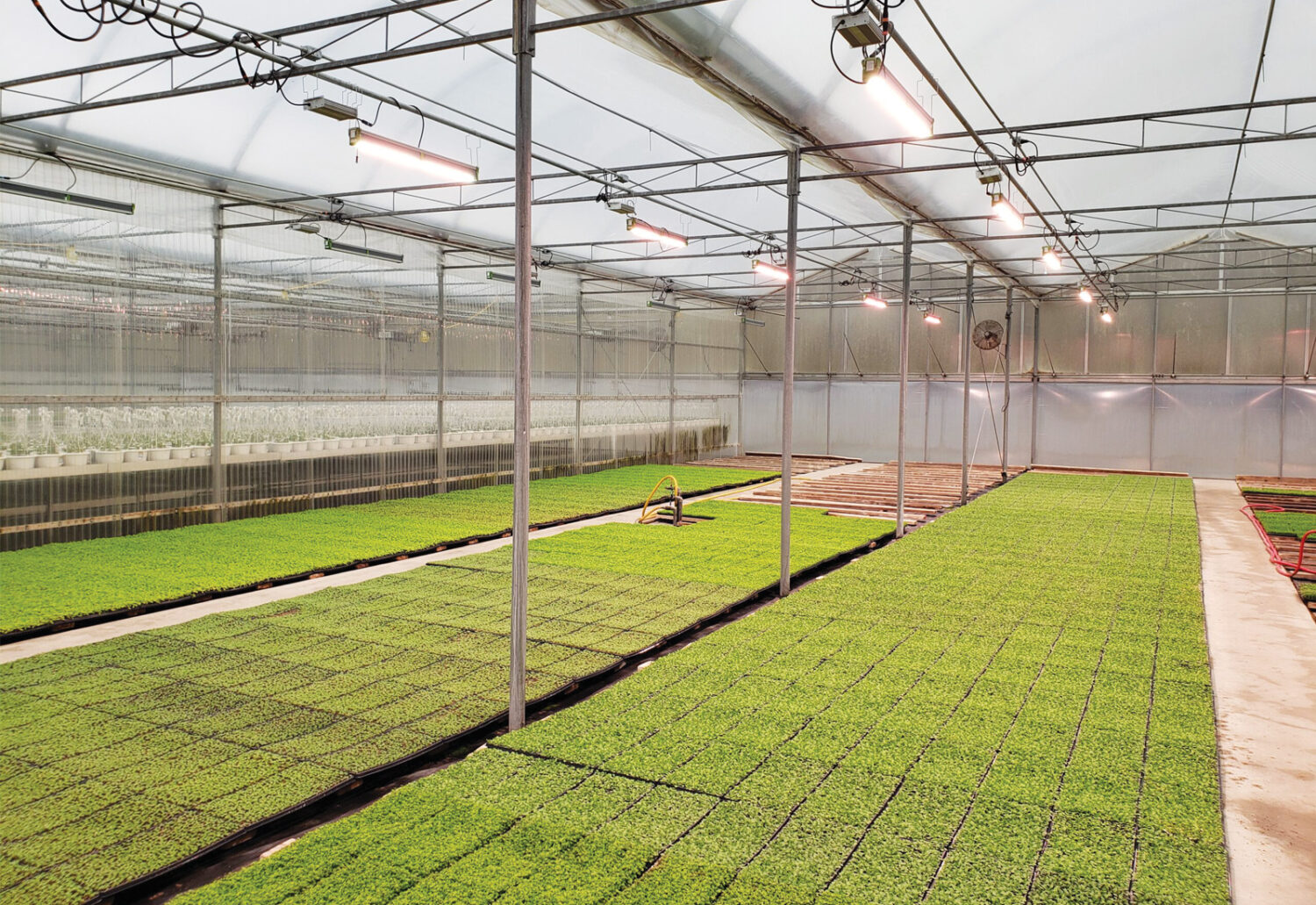 Glass greenhouse with lighting over crops