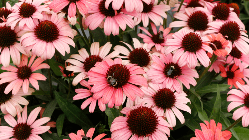 2023 Penn State Flower Trials recognizes Terra Nova Nurseries’ varieties