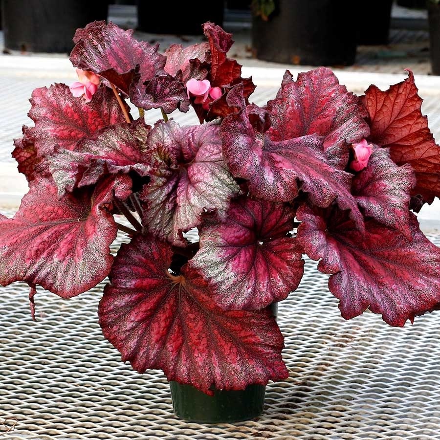 Terra Nova Begonia T REX 'Stardust'