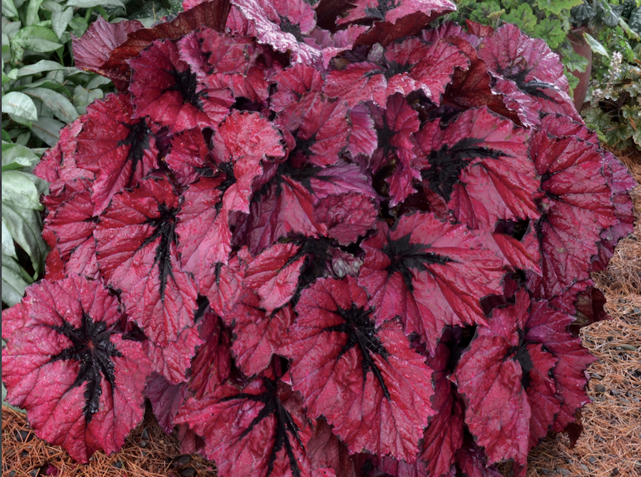 Terra Nova Varieties Score at University Trials