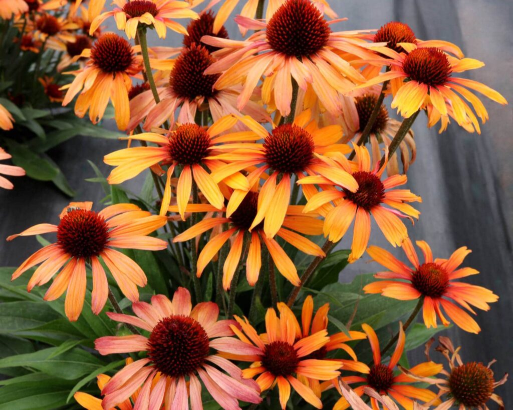 Terra Nova Nurseries Introduces New Echinacea