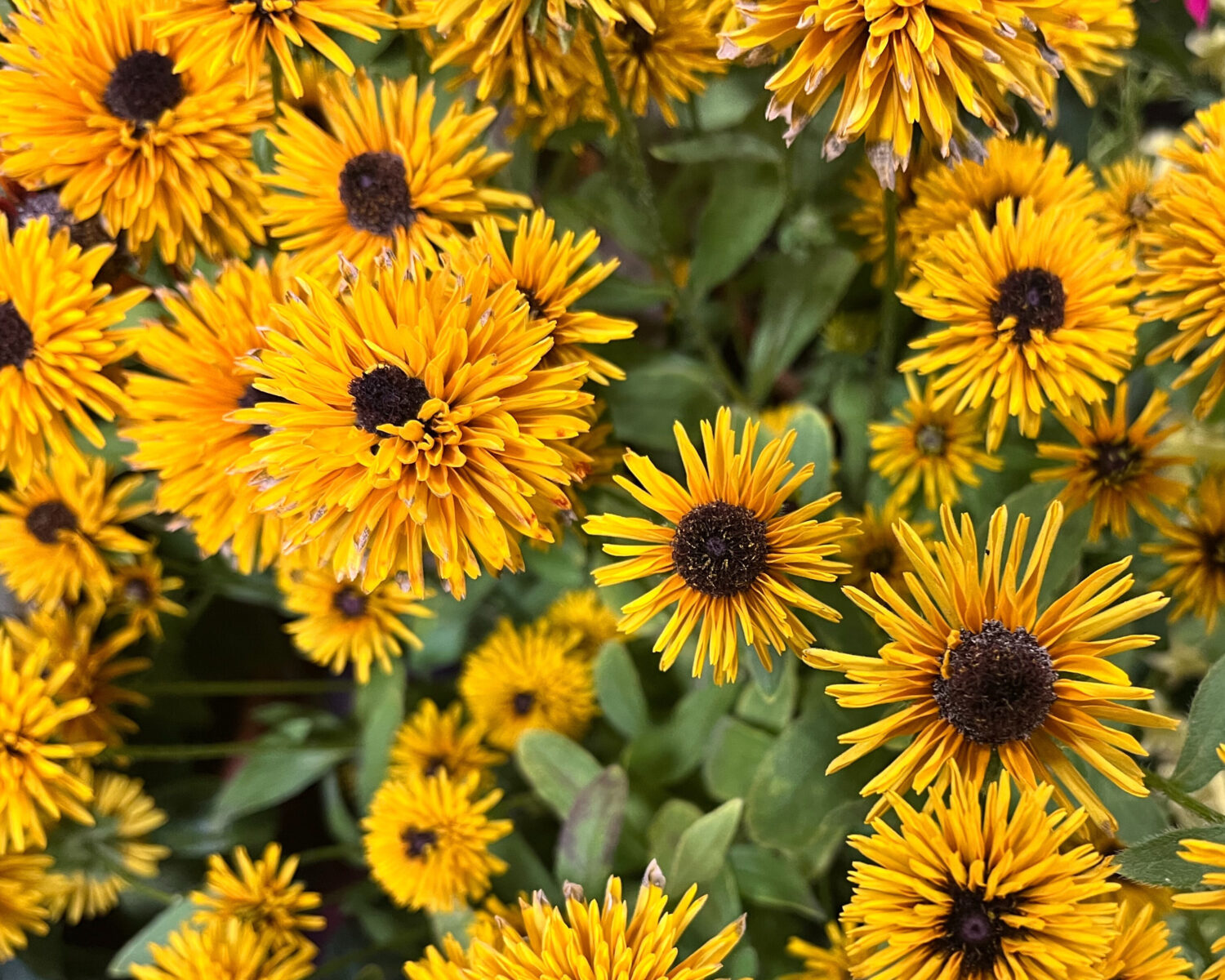 Terra-Nova-Nurseries-Rudbeckia-Lion-Cub-2