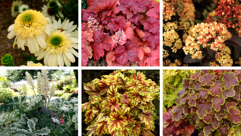 Terra Nova Nurseries pairs plants with 2026 Paint Colors of the Year