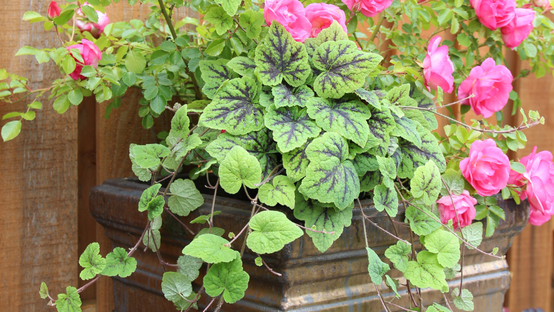 Terra Nova Nurseries supports trailing-plant trend with 3 series