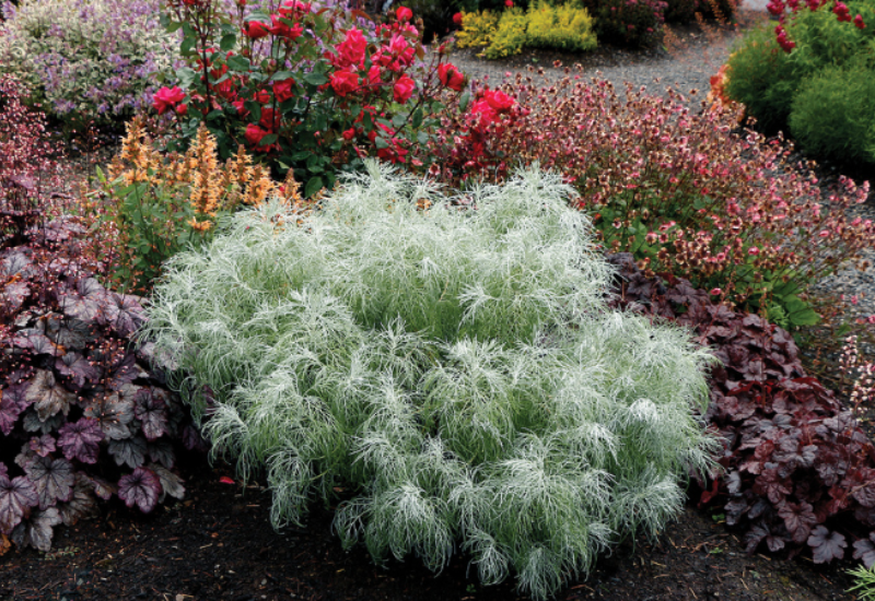 Companion plants for trending 2025 Colors of the Year from Terra Nova Nurseries