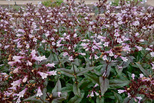 Penstemon Digitalis 'Dakota Burgundy'
