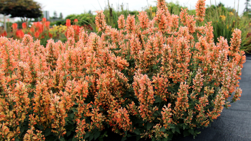 Terra Nova perennials prove performance in leading U.S. trial programs