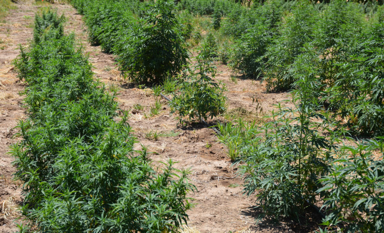 Hemp Potency Testing Available Through Texas A&M AgriLife