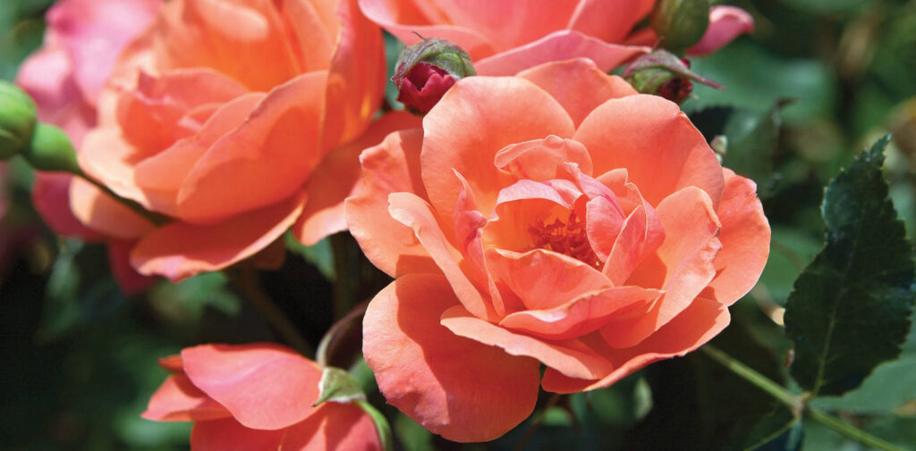 Star Roses and Plants Wins Four Awards