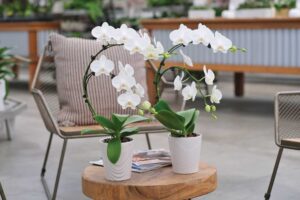 white orchid flowers