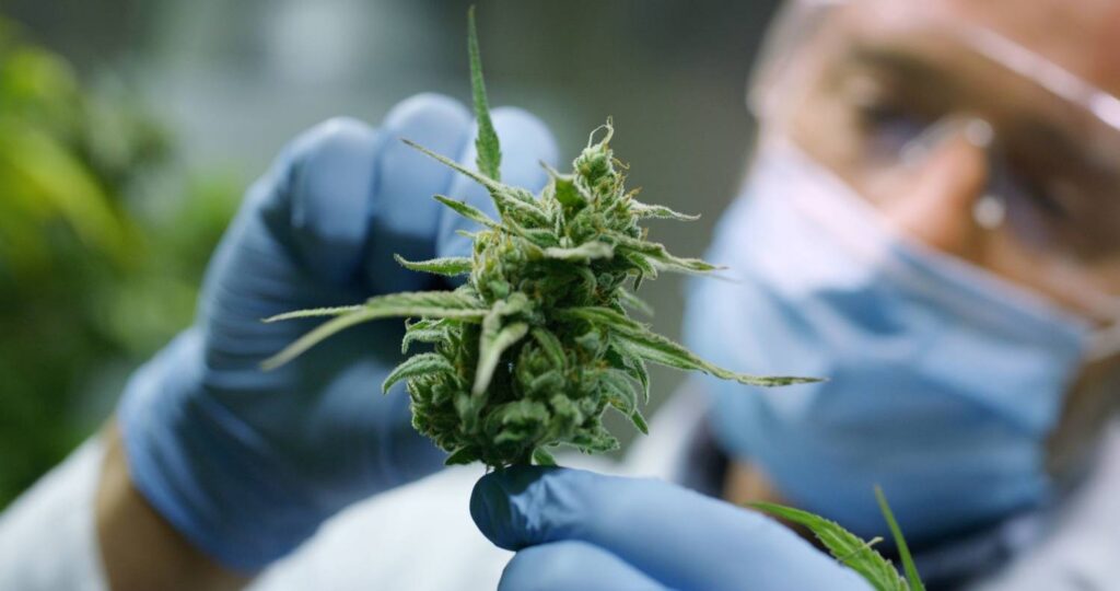 Thomas Scientific Forms Dedicated Cannabis Team