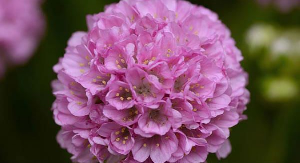 NGB’s 2018 ‘New Varieties’ Now Available