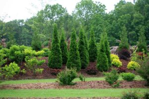thuja trees planted in a grouping in the landscape