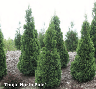 Tough Stuff: Growers and Retailers Turn to Improved Genetics