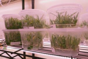 Plants growing in vessels in a tissue culture lab.