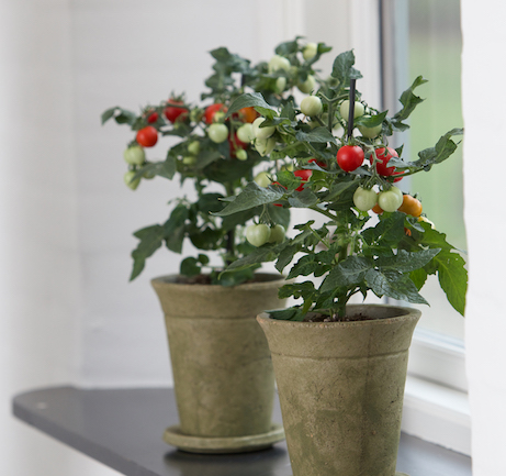 PanAmerican Seed Adds Kitchen Minis to Portfolio