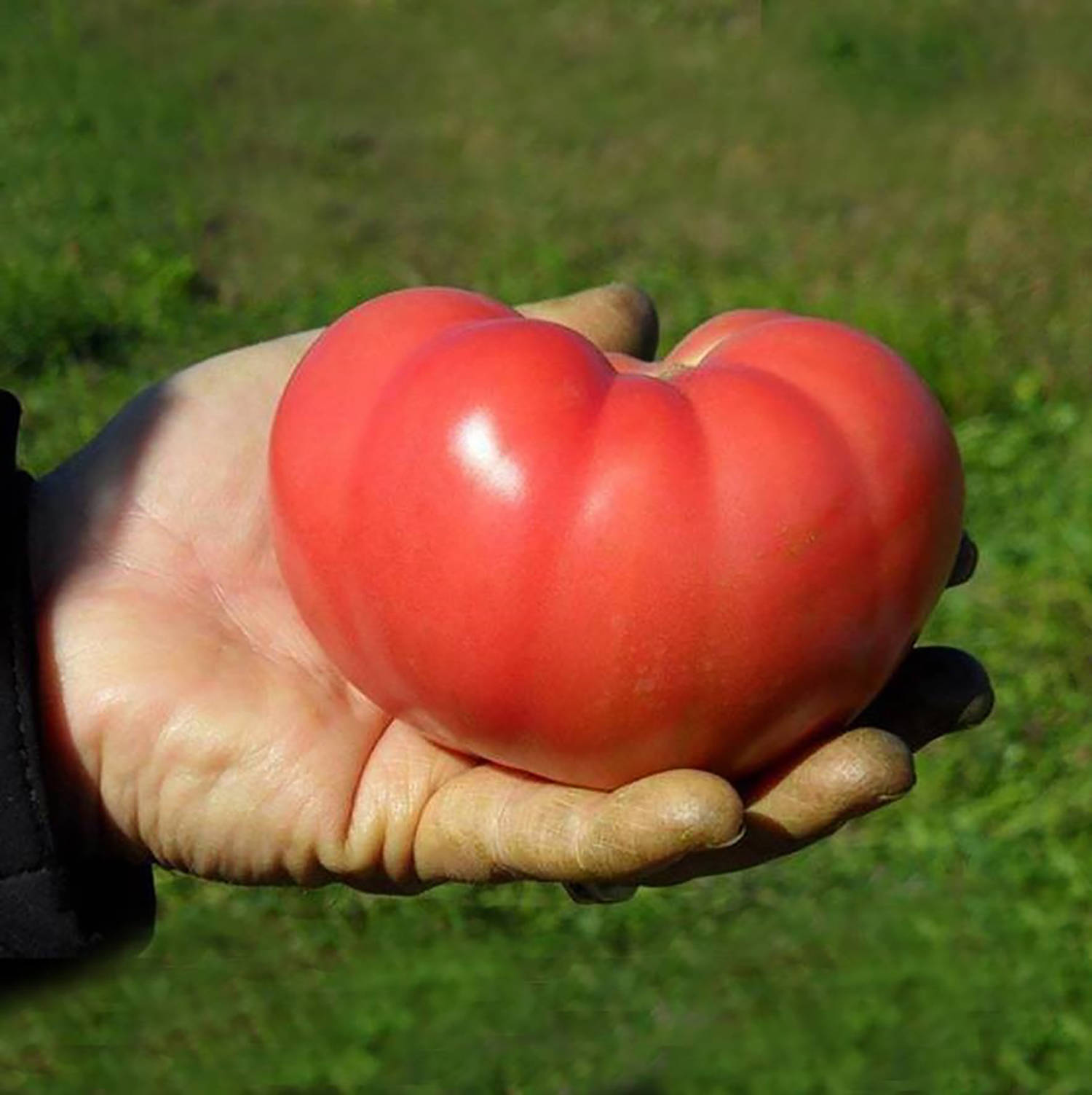 Tomato Mountain Rouge
