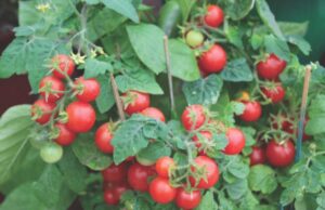 Tomato_RedRobin