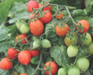 Tomato 'Sweet Valentine'
