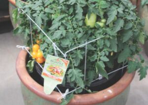 Tomato Take 2 Combos