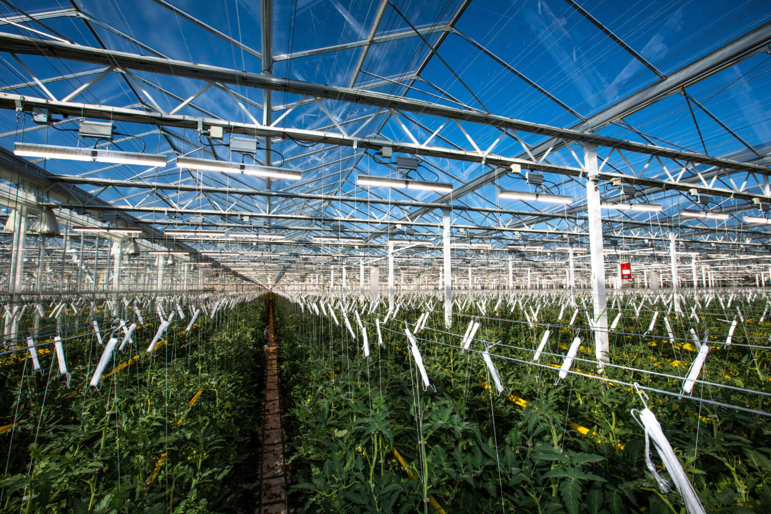 Tomatoes in greenhouse with overhead lighting FLU_GNH_21 (18) LR