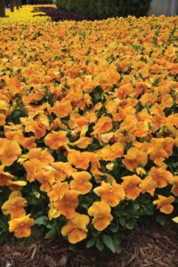 a landscape bed of orange pansies