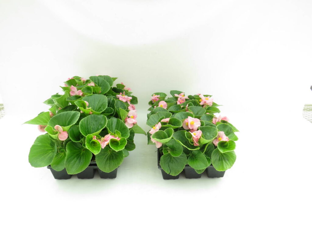 How to Keep Plants In Shape by Using PGRs in Your Greenhouse Operation