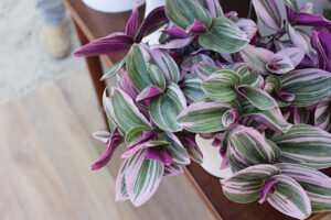 Tradescantia Nanouk Dümmen Orange