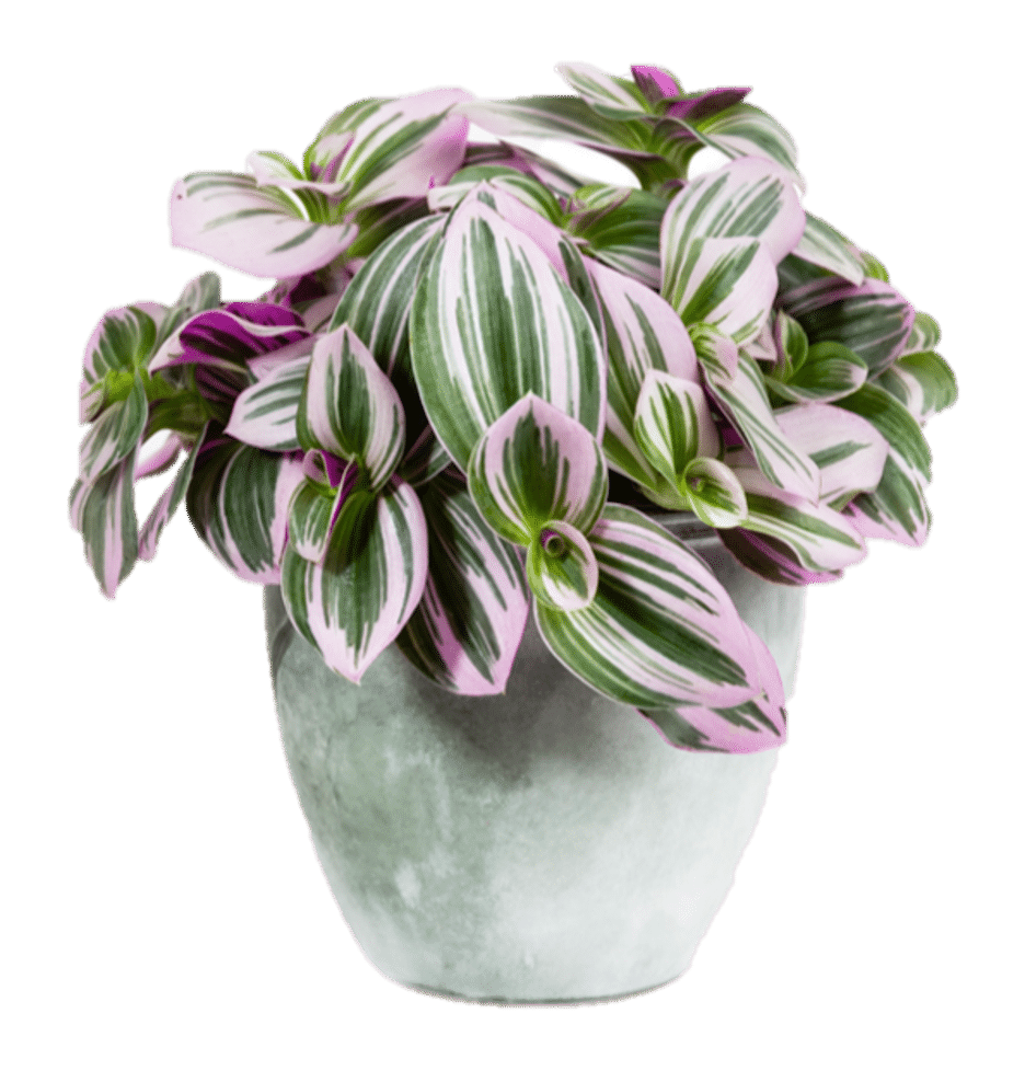 Tradescantia Nanouk