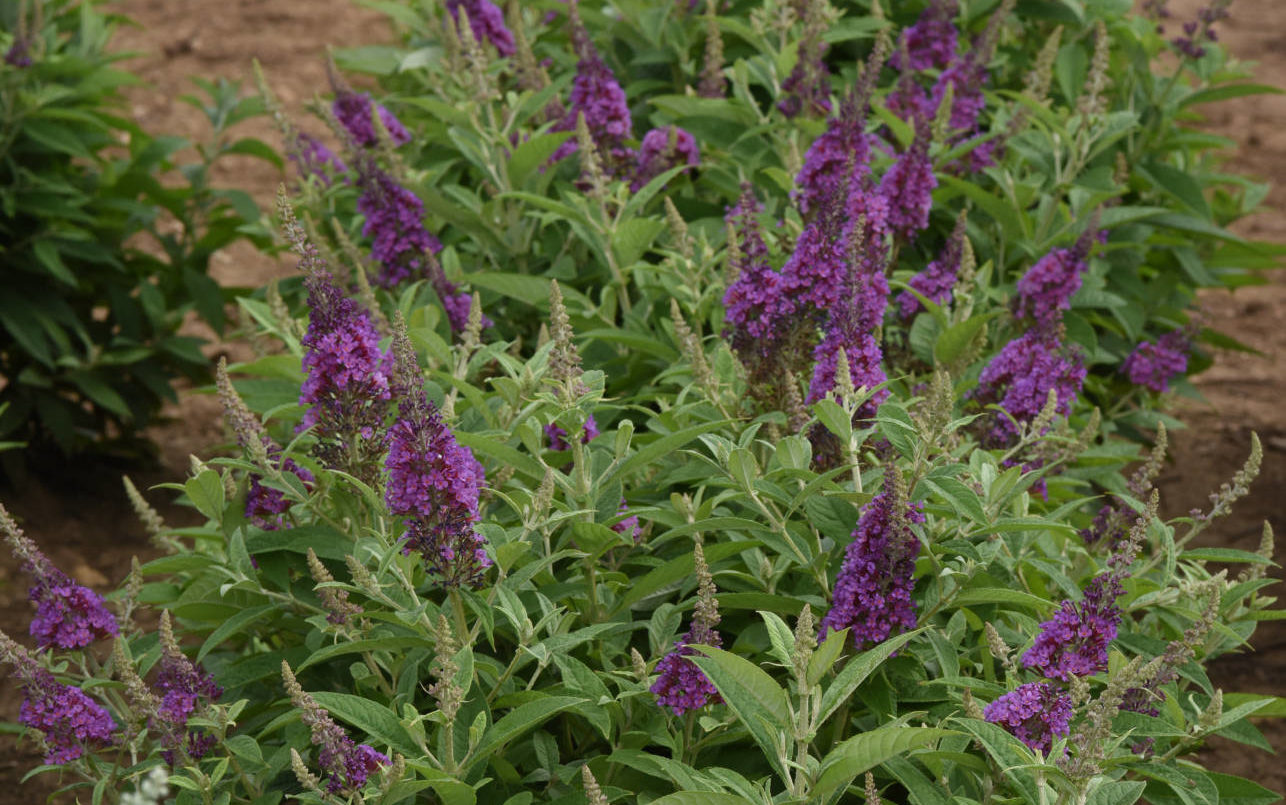 Culture Report: Buddleia Chrysalis Series - Greenhouse Product News