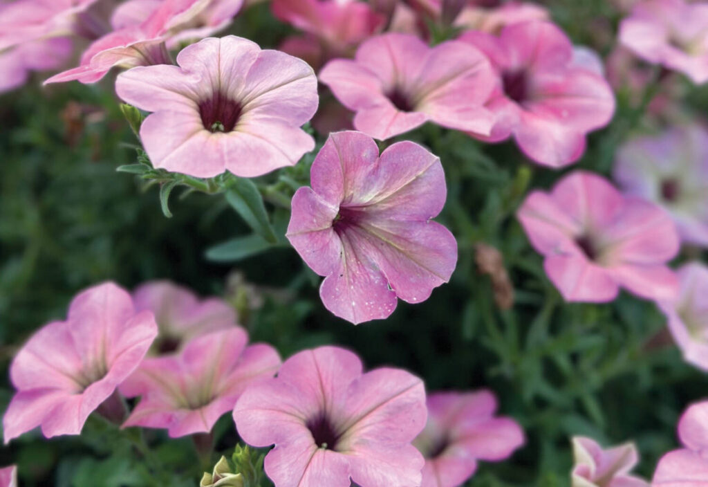 Trial garden report: Season wrap-up in Colorado