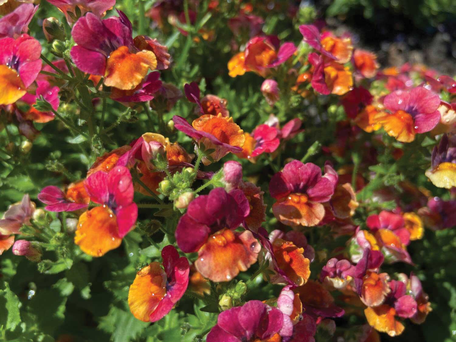 Nemesia ‘Nesia Tangerine’is Bernadette Clark’s top pick in the garden. Photos courtesy of JC Raulston Arboretum.