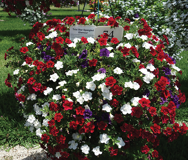 Trixi Star Spangled Glamour - Selecta , Vaughns View , July