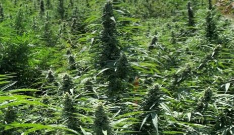 USDA Funds Additional Hemp Production Research
