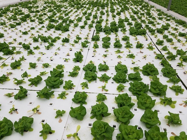 UConn Researchers Seek Input from Hydroponic Growers