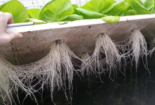 UConn to Host Webinar Series on Nutrient Management