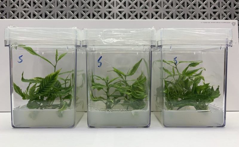 Researchers Look To Micropropagation For Efficient Cannabis Production