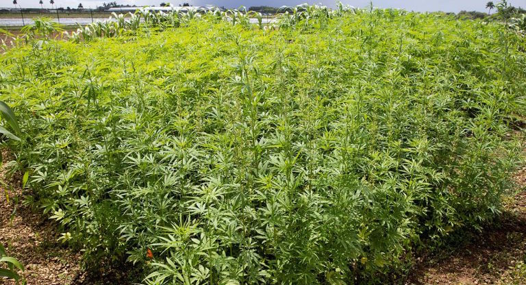 UF/IFAS Hemp Pilot Project Successes Lay Groundwork For Continued Research