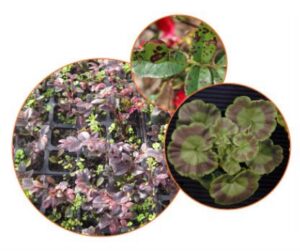 uf_greenhousetrainingonlineprogram