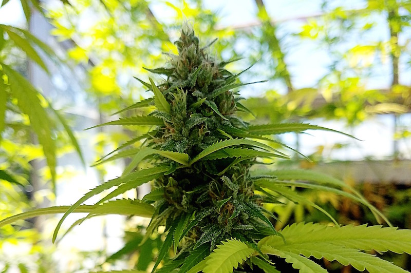 Delta-8 THC Declared Legal in Kentucky