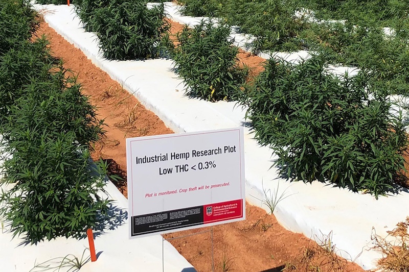 Examining Issues Facing Hemp Production, Processing