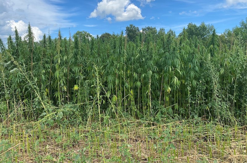 USDA, Cornell Offering National Hemp Webinar Series