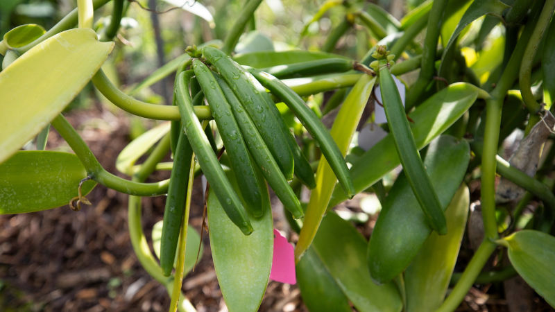 Investigating economic potential of growing vanilla in Florida