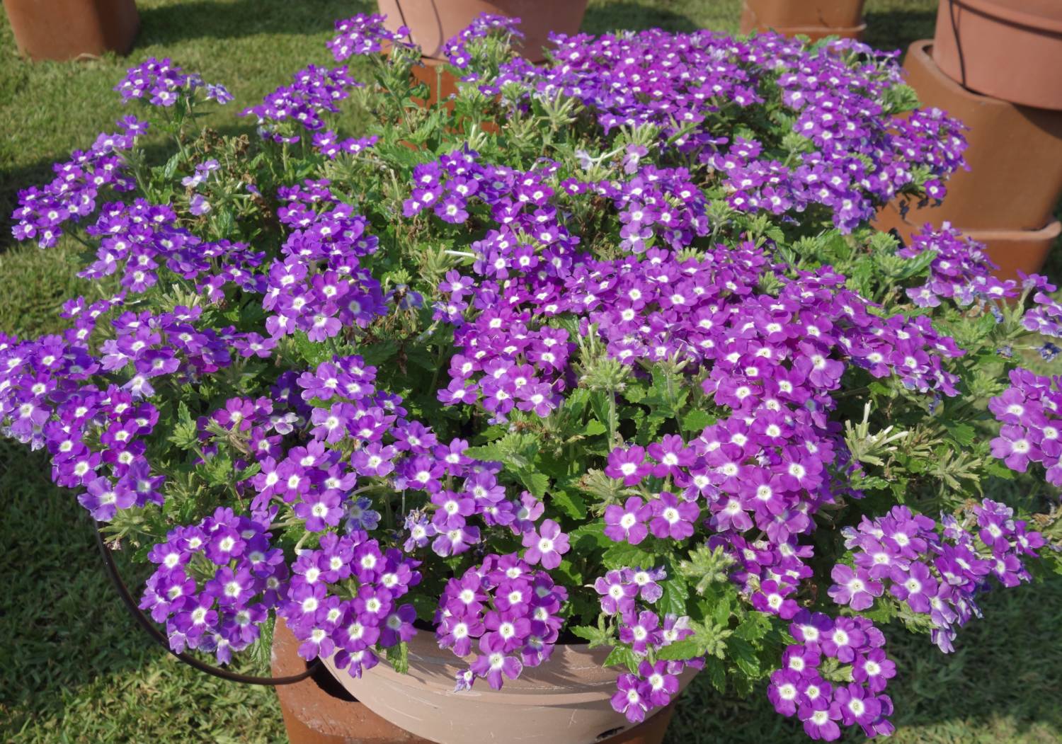 Vanessa verbena