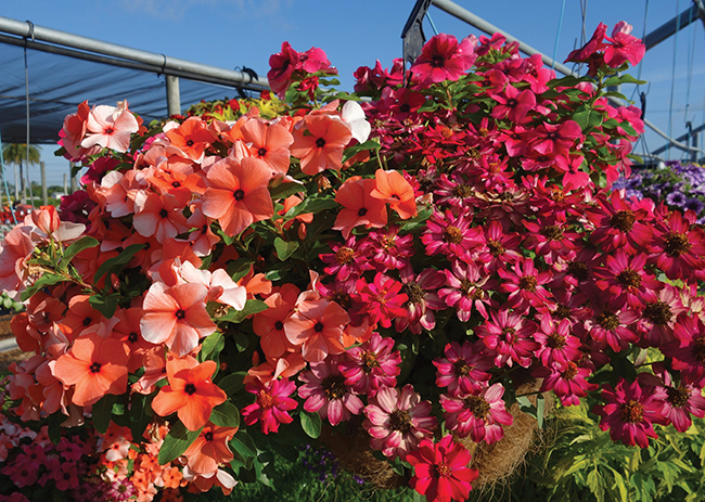 VINCA 1- PANAMERICAN- Vaughns View, July