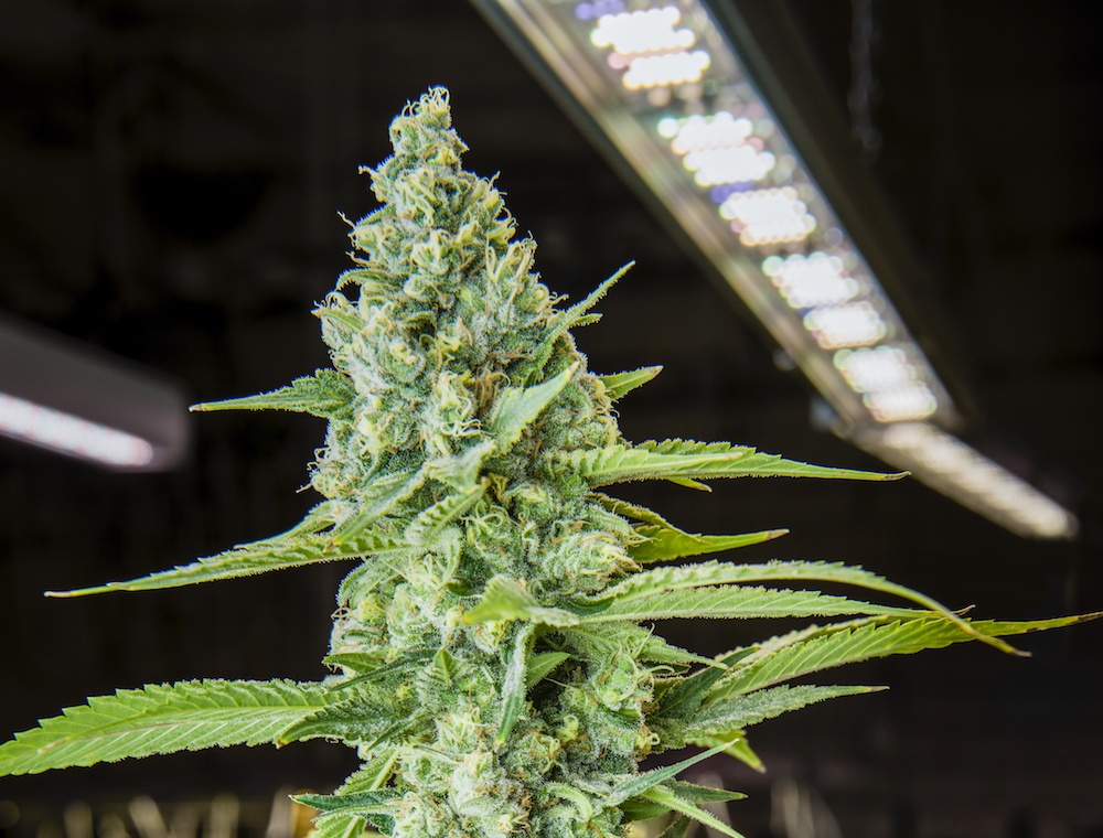 Lighting Firm to Produce Cannabis LEDs with Ultra-Wide Spectrum