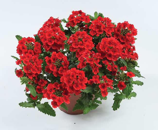 Vanessa Compact Red