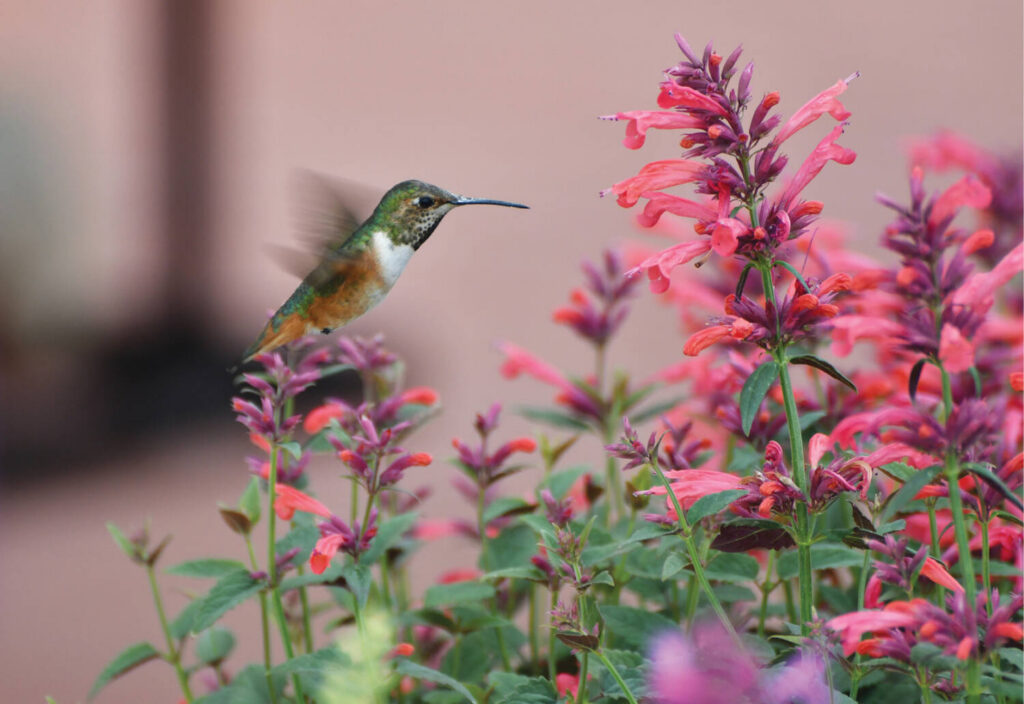 12 new varieties for 2025