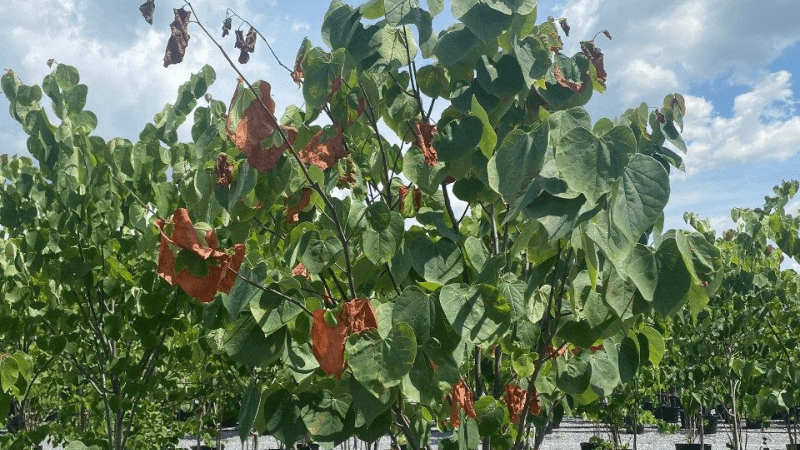 Fact sheet addresses new plant disease